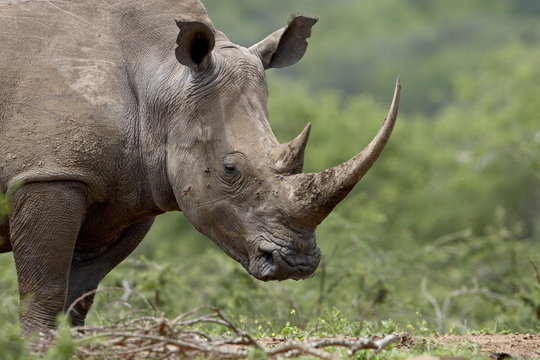 White rhinoceros (Ceratotherium simum), Imfolozi Game Reserve