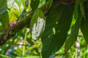 Cocoa beans (Theobroma cacao) on a tree, Bali, Indonesia