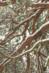 Spruce tree from below with snow covered branches
