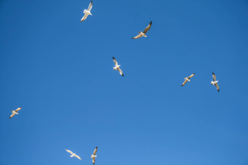 Sea gulls flying in the blue sunny sky