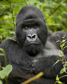 Silverback mountain gorilla (Gorilla gorilla beringei), Group 13, Volcanoes National Park, Rwanda
