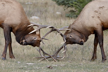 Two bull Elk (Cervus canadensis) fighting, Jasper National Park, Alberta, Canada