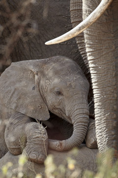 Baby African elephant (Loxodonta africana), Kruger National Park