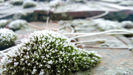 Frosty Moss