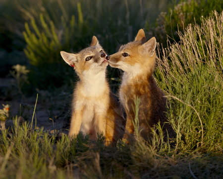Two swift fox (Vulpes velox) kits, Pawnee National Grassland, Colorado
