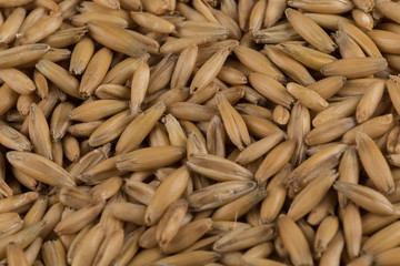 natural oat grains background, closeup