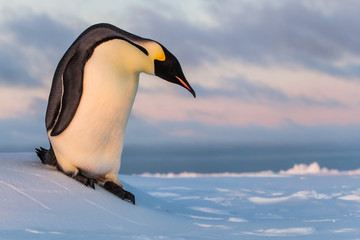 Emperor penguin sliding down ice hill
