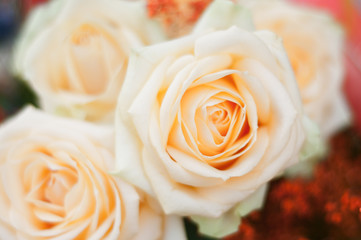 Bouquet di rose con sfocatura
