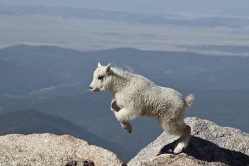 Mountain goat (Oreamnos americanus) kid jumping, Mount Evans, Arapaho-Roosevelt National Forest, Colorado