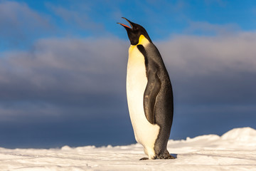 Emperor penguin singing