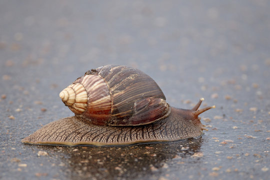 Panther agate snail (Achatina immaculata), Kruger National Park