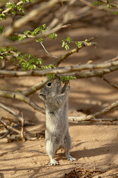 Brant's whistling rat (Parotomys brantsii) feeding, Kgalagadi Transfrontier Park, encompassing the former Kalahari Gemsbok National Park