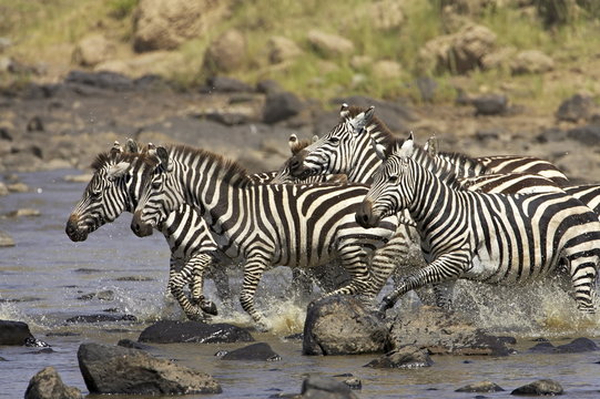 Common zebra or Burchell's zebra (Equus burchelli) crossing the Mara River, Masai Mara National Reserve, Kenya