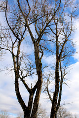 Obraz premium Maple tree in autumn