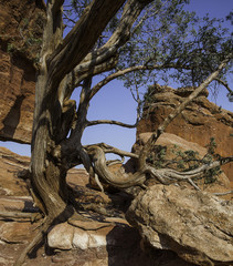 Tree Growing in Rock