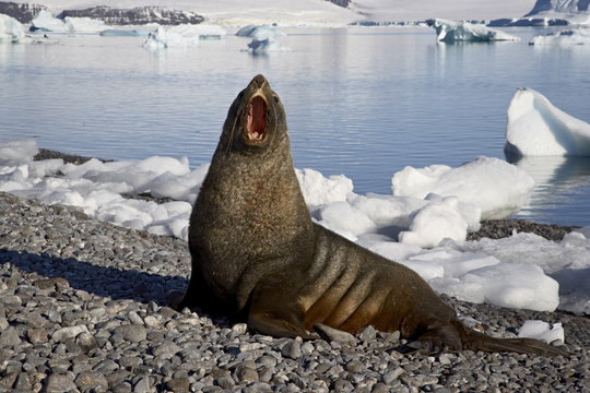 Antarctic fur seal (Arctocephalus gazella) yawning on the beach, Paulete Island, Antarctic Peninsula, Antarctica
