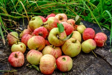 garden apples on the old stump