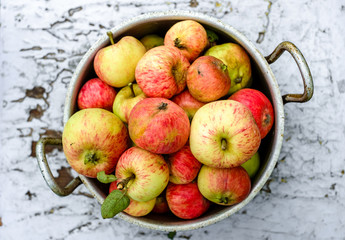 Garden apples in an old aluminum pan