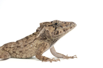 lizard isolated on white