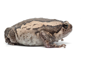 frog isolated on white