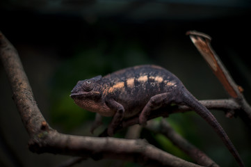 chameleon black background