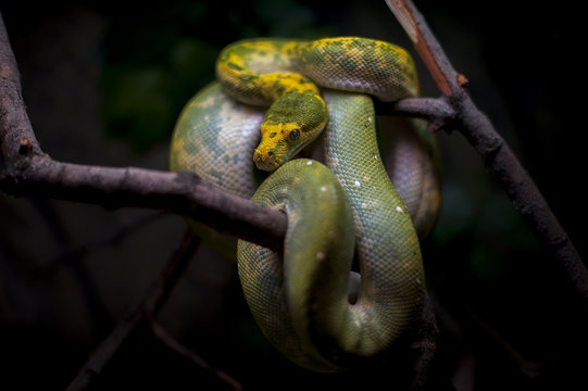 snake wildlife reptile tree