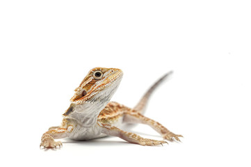 lizard isolated on white