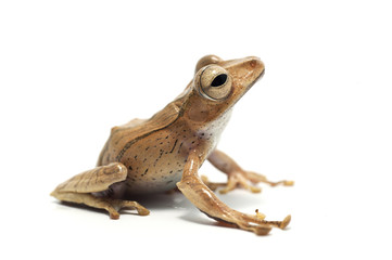 frog isolated on white background