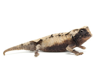 lizard isolated on white