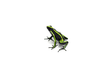 frog isolated on white background