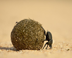 Dung beetle rolling a dung ball, Kruger National Park