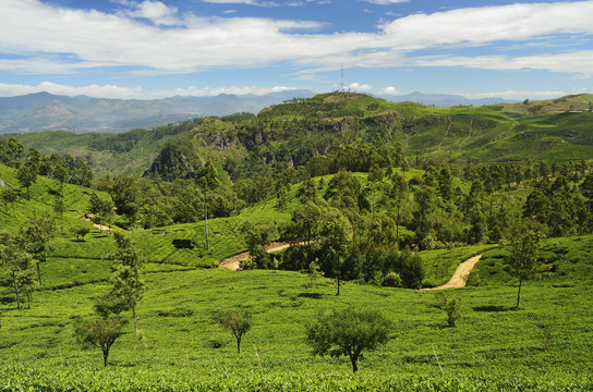 View of tea plantations from Lipton's Seat, Haputale, Sri Lanka