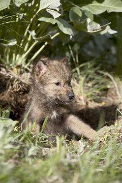 Gray wolf (Canis lupus) pup in captivity, Animals of Montana, Bozeman, Montana