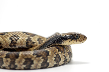 snake isolated on white background