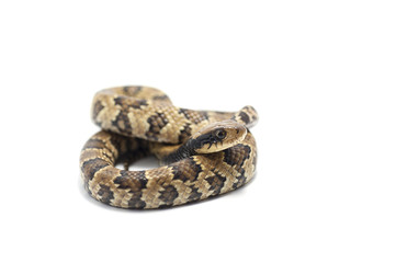 snake isolated on white background