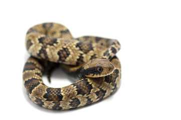 snake isolated on white