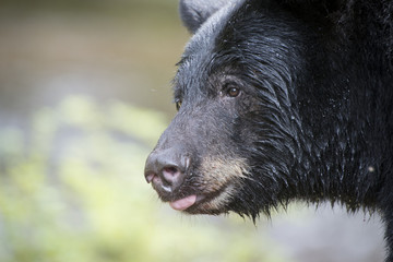 Very Close Black Bear