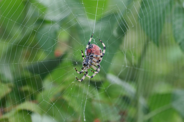 red spider on a web