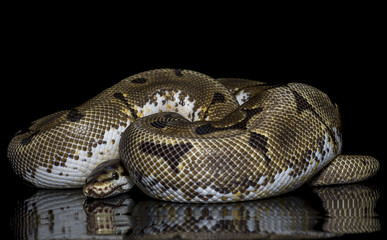 snake wildlife reptile tree