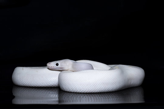 snake wildlife reptile tree