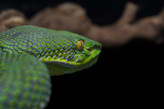 snake wildlife reptile tree