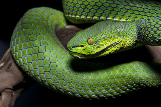 snake wildlife reptile tree
