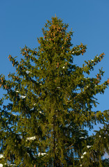 spruce with snow on the branches against the blue sky