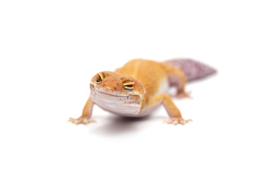 lizard gecko white isolated