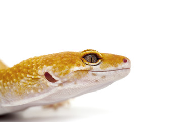 gecko isolated on white
