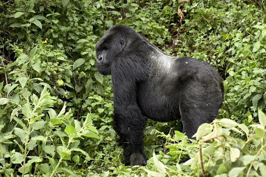 Silverback mountain gorilla (Gorilla gorilla beringei) standing in profile, Shinda group, Volcanoes National Park, Rwanda