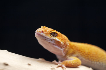 lizard gecko isolated on white background
