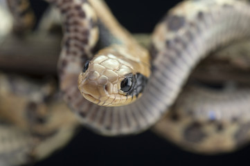 snake wildlife reptile tree