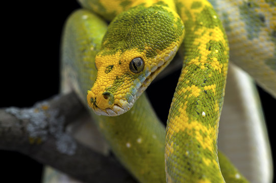 snake wildlife reptile tree