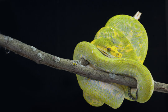 snake wildlife reptile tree